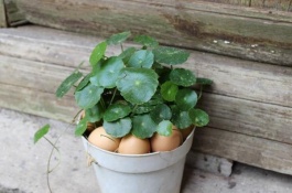 哪些橘子品种可以在北方种植,北方可以种植哪些桔子品种