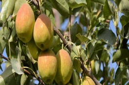 库尔勒香梨批发价格多少钱一斤,库尔勒香梨的特点
