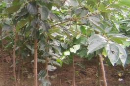 河南省辉县市有哪些特产，司马怀府鸡