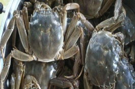 熟河蟹冷冻后还能吃吗，煮熟的河蟹隔夜能吃吗