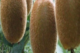 猕猴桃种植条件有哪些，猕猴桃种植主产区