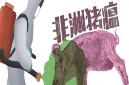 非洲猪瘟母猪先发病吗，母猪感染非洲猪瘟的原因