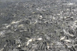 一亩草鱼养殖多少鱼苗,养殖草鱼利润分析