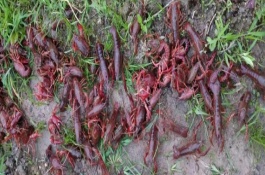 锦绣龙虾一斤多少钱