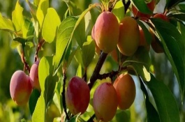 李子树可以和什么树嫁接，什么时候嫁接最好