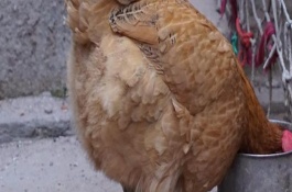 干扰素的正确应用方法，使用注意事项