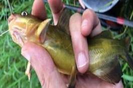 钓黄辣丁用几号白狐钩，钓黄辣丁一般选用6号以上的白狐钩