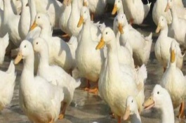 养鸭子需要多少投资，养鸭子能赚多少钱