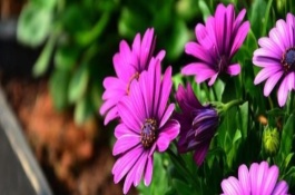 适合办公室养殖的花卉有哪些，办公室花卉禁忌