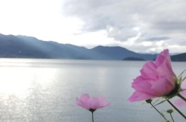 秋葵市场价格一斤多少钱,秋葵在前几年还没有很多的市场需求