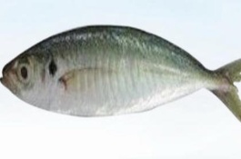 巴浪鱼多少钱一斤，巴浪鱼为什么那么划算