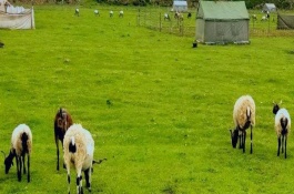 什么鸡是红冠黑毛白肉,红冠黑毛白肉鸡养殖成本利润怎么样