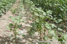 枣树种植有哪些常见问题,1.冬枣株行距怎么设置