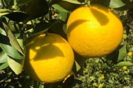 河南新乡有哪些特产