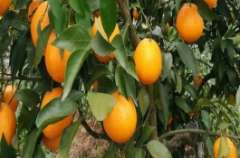 阿斯蜜柑橘介绍，阿斯蜜柑橘树形开张
