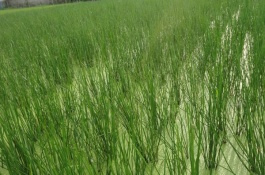 湖北监利市有哪些特产