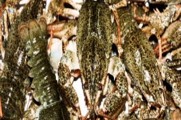 养龙虾要投资多少钱，养小龙虾能赚钱吗