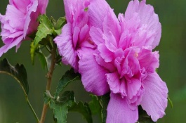 木槿花是韩国的国花吗，木槿花盆栽种植怎样做更易成活