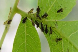 有哪些小工厂项目不销售，农村糕点加工厂