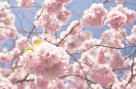 介绍我国常见种植的樱花品种，1.福建山樱花又称钟花樱