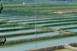龙虾池塘怎么建，以淡水小龙虾池塘养殖为例