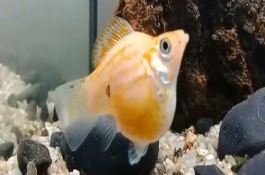 竖鳞病的症状及防治措施有哪些，竖鳞病的预防措施