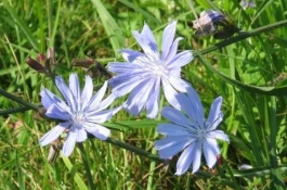 寒露过后可以种什么菜