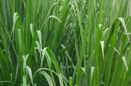 甜象草是养牛业最好的牧草，应该如何种植