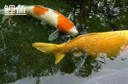 各种淡水鱼价格排名，0.36万元|公斤的野生抗浪鱼