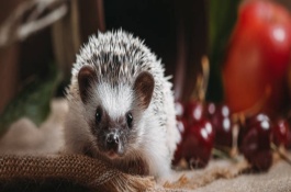 非洲迷你刺猬能长多大，非洲小刺猬吃什么