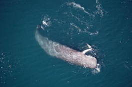 大王乌贼的产地在哪里,大王乌贼养殖赚钱吗