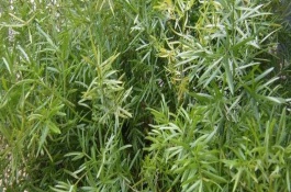 天门冬的种植技术，天门冬的繁殖方法
