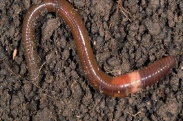 蚯蚓养殖的市场前景如何，蚯蚓养殖的市场前景怎么样