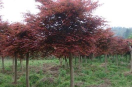 红枫杏价格一斤多少钱,红枫杏的选购技巧