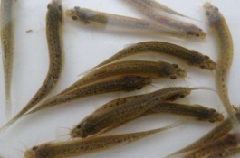 泥鳅一斤多少钱,钙钾钠硒镁铁锌锰铜