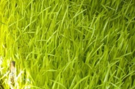 韭黄一亩的利润是多少,韭黄营养价值很高