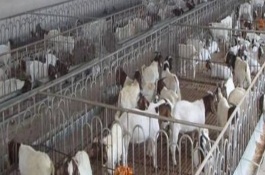 羊圈建造要注意什么，初学者养羊注意事项