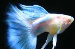 凤尾鱼的市场价格是多少，鳀鱼的营养价值