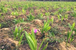 一斤白芨的市价是多少