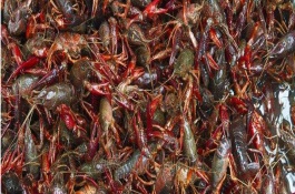 小龙虾市场会好吗，养大虾养精品虾