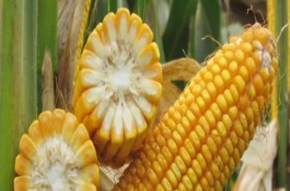 玉米几叶期怎么区分，玉米拔节期倒伏怎么办