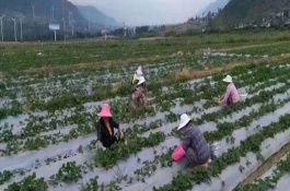 露天草莓几月份种植，选择种植地