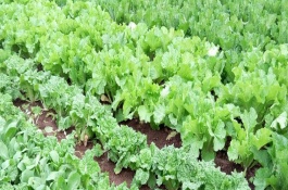 花椒开花授粉需要施肥，叶面肥的制备方法有哪些