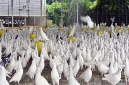 白鸽喜欢吃什么，怎样饲喂白鸽