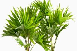 棕榈树的种植技术，棕榈树的生长习性