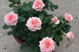 有哪些耐寒的月季品种