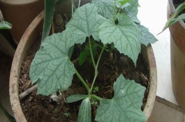 丝瓜在哪里生产,丝瓜有哪些栽培品种