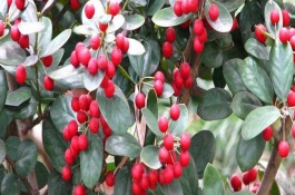 枸骨种子价格及种植方法，枸骨的播种方法