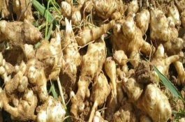 洋姜白粉病症状，洋姜的种植时间和收获时间分别是什么时候