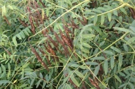 有哪些中然暴涨的中草药有哪些,三年必暴涨的中药材